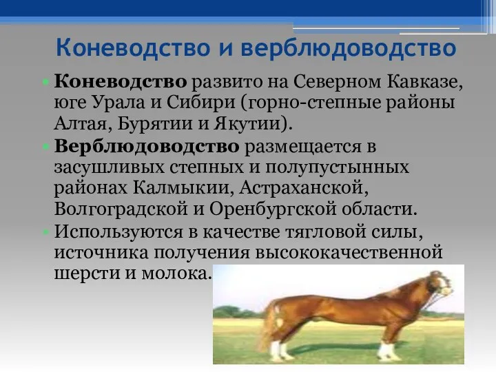 Коневодство и верблюдоводство Коневодство развито на Северном Кавказе, юге Урала