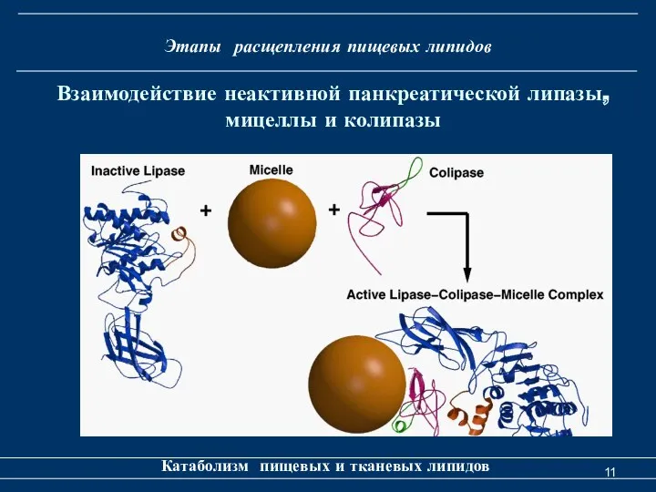 Этапы расщепления пищевых липидов Катаболизм пищевых и тканевых липидов Взаимодействие неактивной панкреатической липазы, мицеллы и колипазы