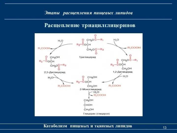 Этапы расщепления пищевых липидов Катаболизм пищевых и тканевых липидов Расщепление триацилглицеринов