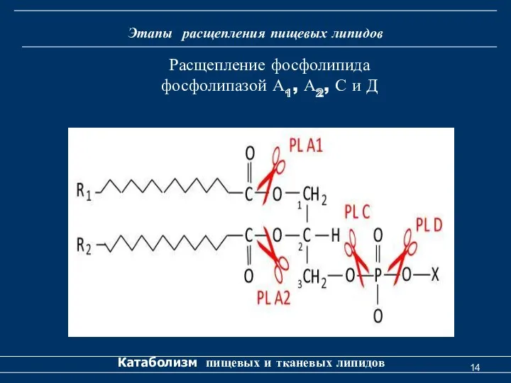 Этапы расщепления пищевых липидов Катаболизм пищевых и тканевых липидов Расщепление