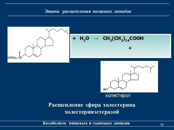 Этапы расщепления пищевых липидов Катаболизм пищевых и тканевых липидов Расщепление