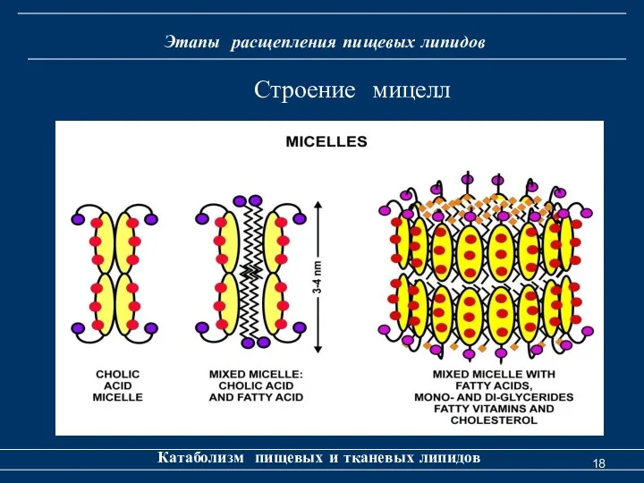 Этапы расщепления пищевых липидов Катаболизм пищевых и тканевых липидов Строение мицелл