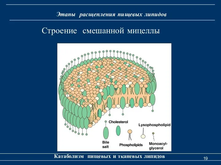 Этапы расщепления пищевых липидов Катаболизм пищевых и тканевых липидов Строение смешанной мицеллы