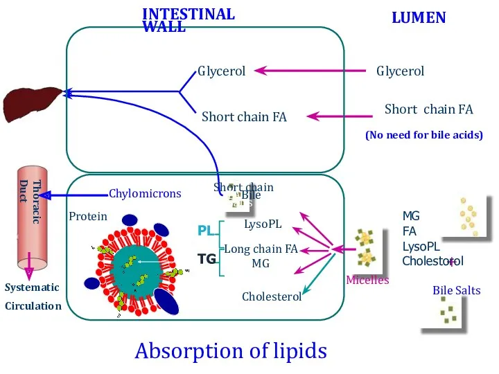 Absorption of lipids + Bile Salts Micelles Bile Salts Cholesterol