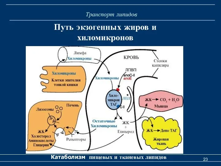 Транспорт липидов Катаболизм пищевых и тканевых липидов Путь экзогенных жиров и хиломикронов