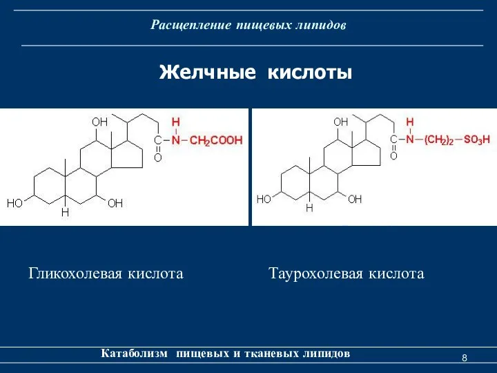 Расщепление пищевых липидов Катаболизм пищевых и тканевых липидов Желчные кислоты Гликохолевая кислота Таурохолевая кислота