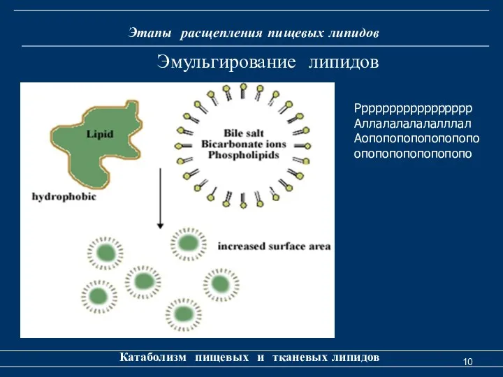 Этапы расщепления пищевых липидов Катаболизм пищевых и тканевых липидов Эмульгирование липидов Ррррррррррррррррр Аллалалалалалллал Аопопопопопопопопо опопопопопопопопо