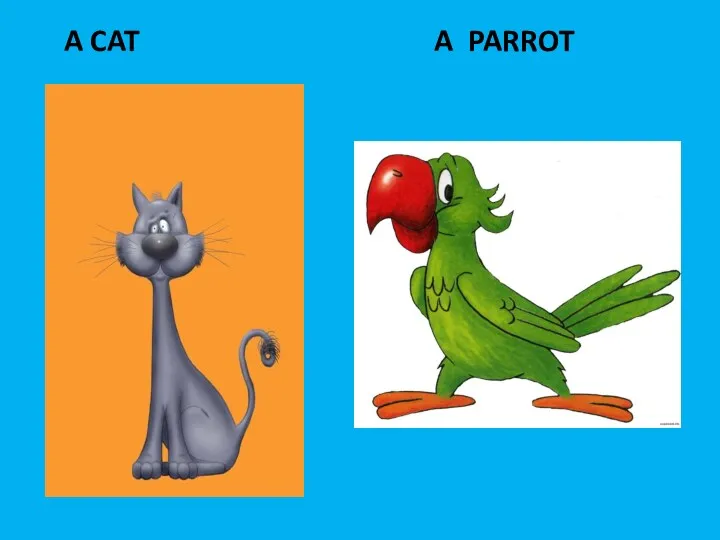 A PARROT A CAT