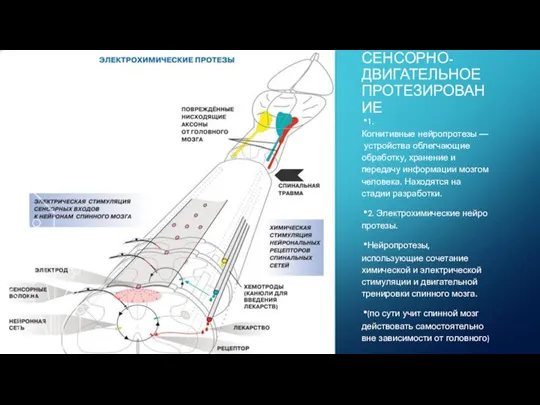 СЕНСОРНО-ДВИГАТЕЛЬНОЕ ПРОТЕЗИРОВАНИЕ 1. Когнитивные нейропротезы — устройства облегчающие обработку, хранение и передачу информации