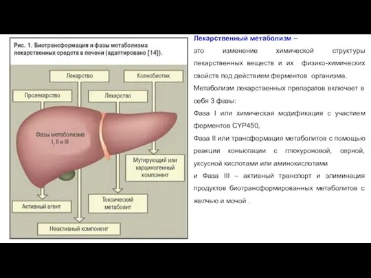 Лекарственный метаболизм – это изменение химической структуры лекарственных веществ и