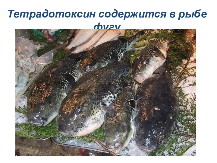 Тетрадотоксин содержится в рыбе фугу
