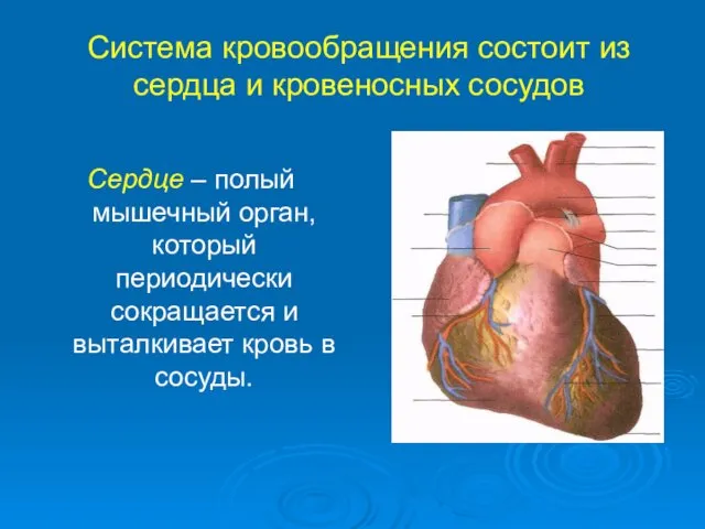 Система кровообращения состоит из сердца и кровеносных сосудов Сердце –