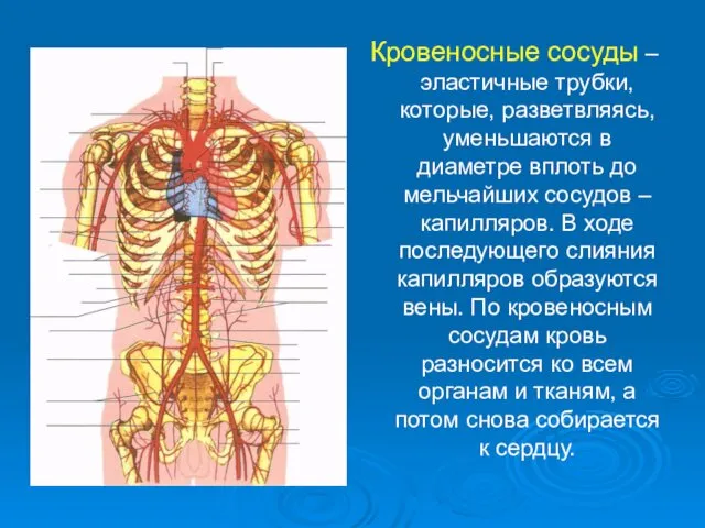 Кровеносные сосуды – эластичные трубки, которые, разветвляясь, уменьшаются в диаметре