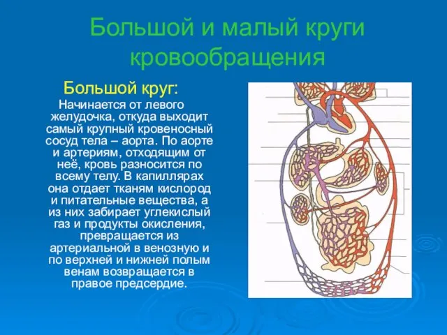 Большой и малый круги кровообращения Большой круг: Начинается от левого