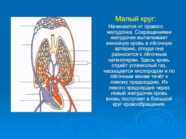 Малый круг: Начинается от правого желудочка. Сокращениями желудочек выталкивает венозную