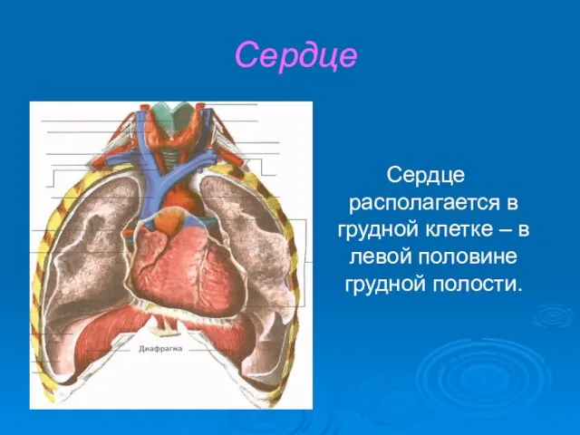 Сердце Сердце располагается в грудной клетке – в левой половине грудной полости.