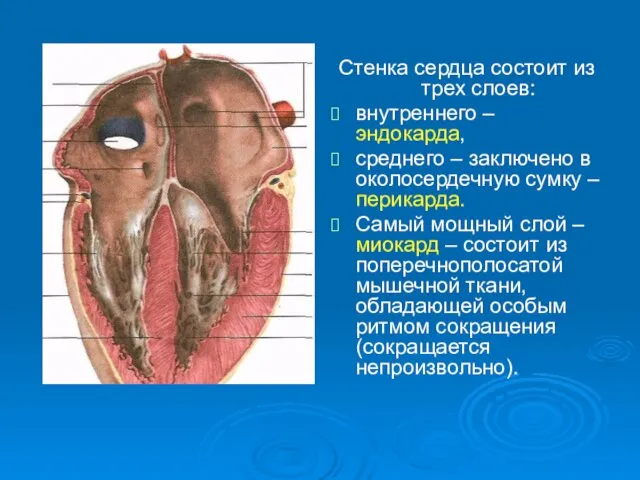 Стенка сердца состоит из трех слоев: внутреннего – эндокарда, среднего