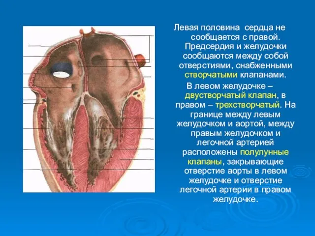 Левая половина сердца не сообщается с правой. Предсердия и желудочки