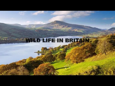Wild life in Britain
