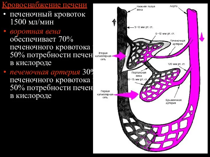 Кровоснабжение печени печеночный кровоток 1500 мл/мин воротная вена обеспечивает 70%