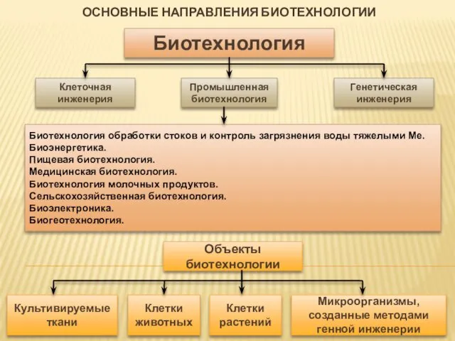 ОСНОВНЫЕ НАПРАВЛЕНИЯ БИОТЕХНОЛОГИИ Биотехнология Клеточная инженерия Объекты биотехнологии Культивируемые ткани