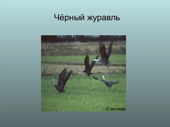 Чёрный журавль