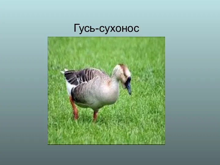 Гусь-сухонос