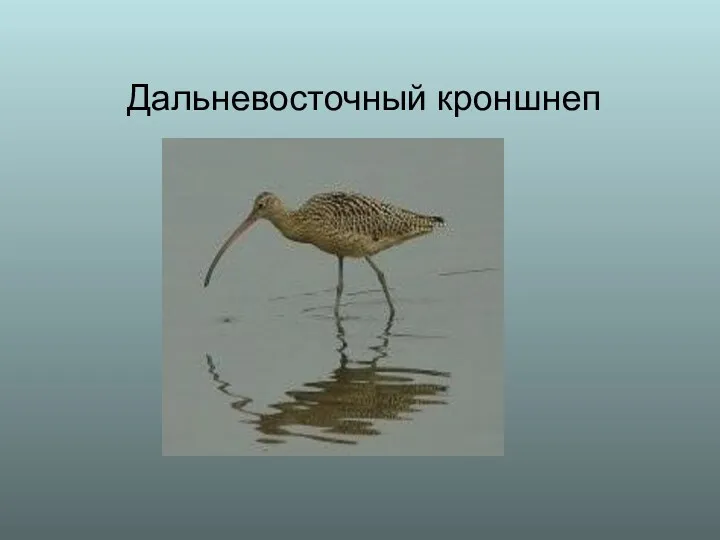 Дальневосточный кроншнеп