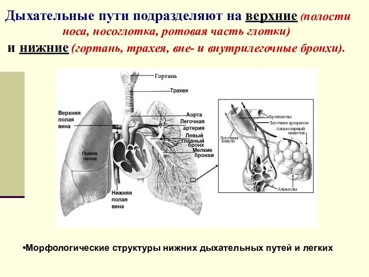 Дыхательные пути подразделяют на верхние (полости носа, носоглотка, ротовая часть