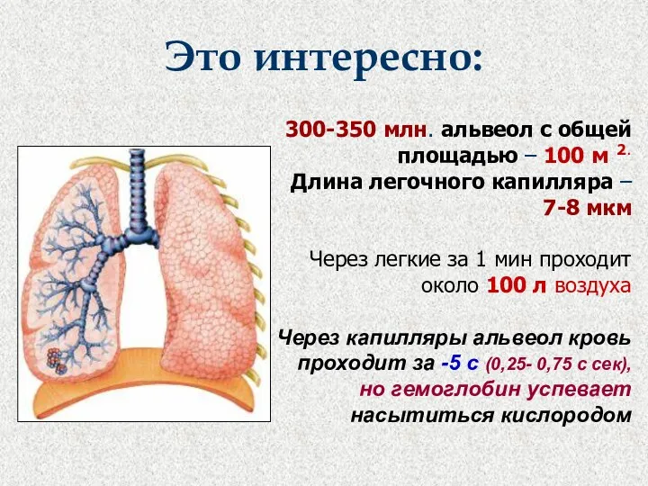 300-350 млн. альвеол с общей площадью – 100 м 2.