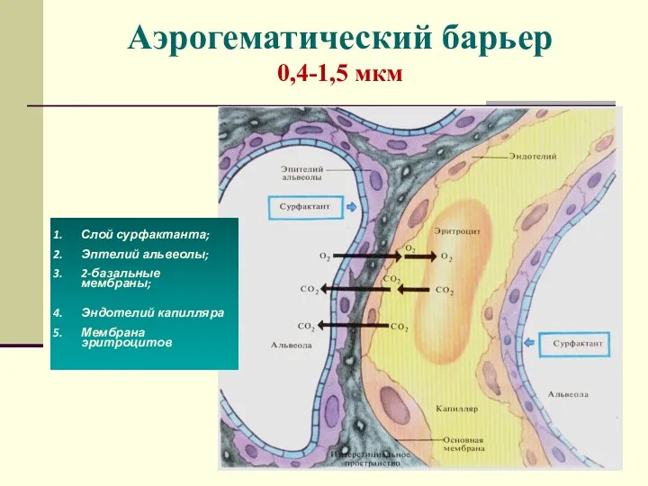 Аэрогематический барьер 0,4-1,5 мкм Слой сурфактанта; Эптелий альвеолы; 2-базальные мембраны; Эндотелий капилляра Мембрана эритроцитов