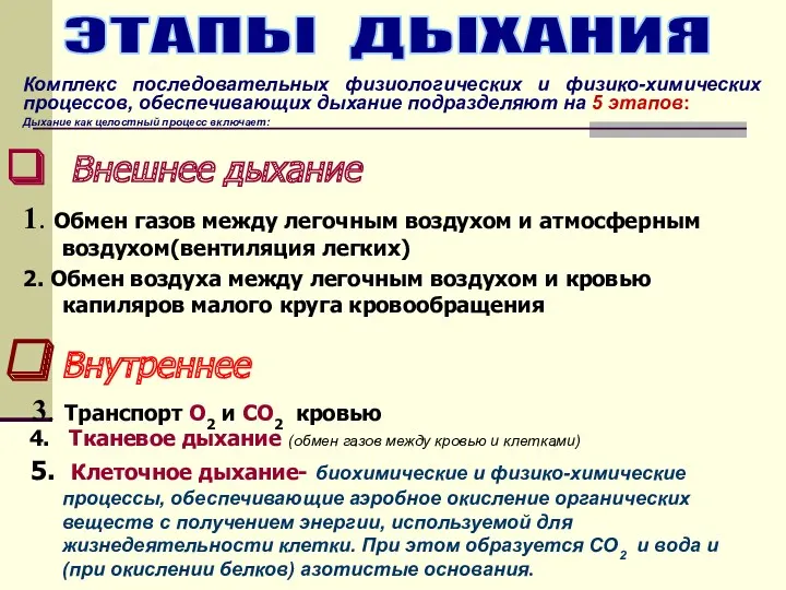 Внешнее дыхание 1. Обмен газов между легочным воздухом и атмосферным