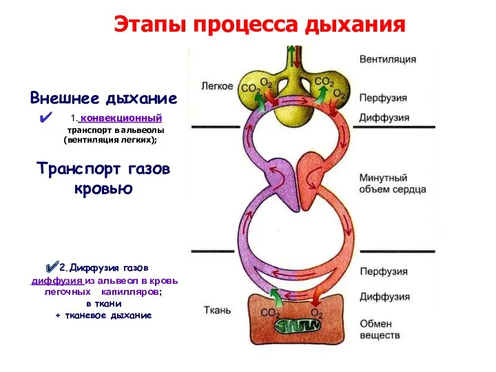 Внешнее дыхание 1. конвекционный транспорт в альвеолы (вентиляция легких); Транспорт