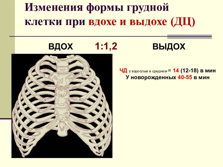 Изменения формы грудной клетки при вдохе и выдохе (ДЦ) ВДОХ