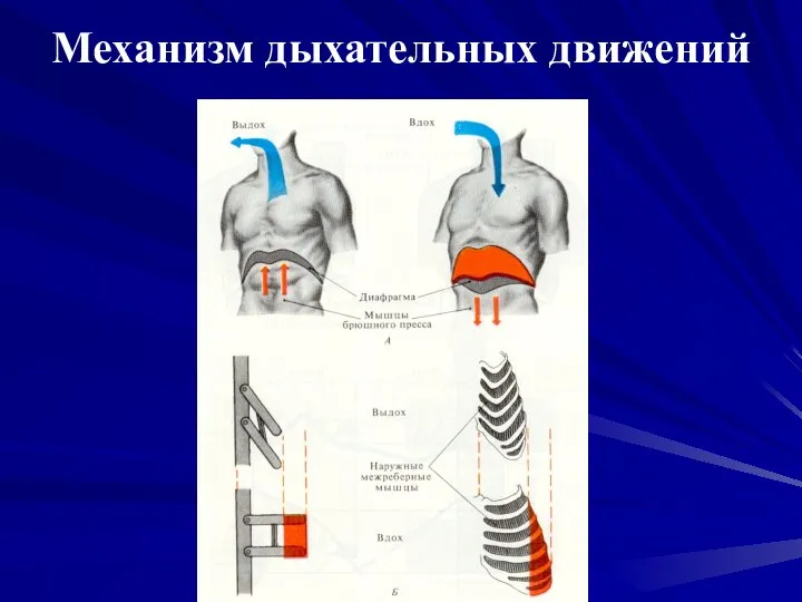 Механизм дыхательных движений