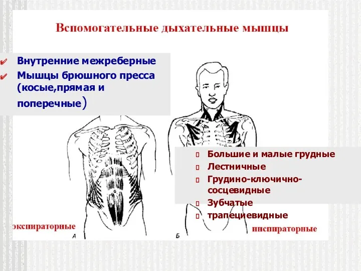 Внутренние межреберные Мышцы брюшного пресса (косые,прямая и поперечные) Большие и малые грудные Лестничные Грудино-ключично-сосцевидные Зубчатые трапециевидные