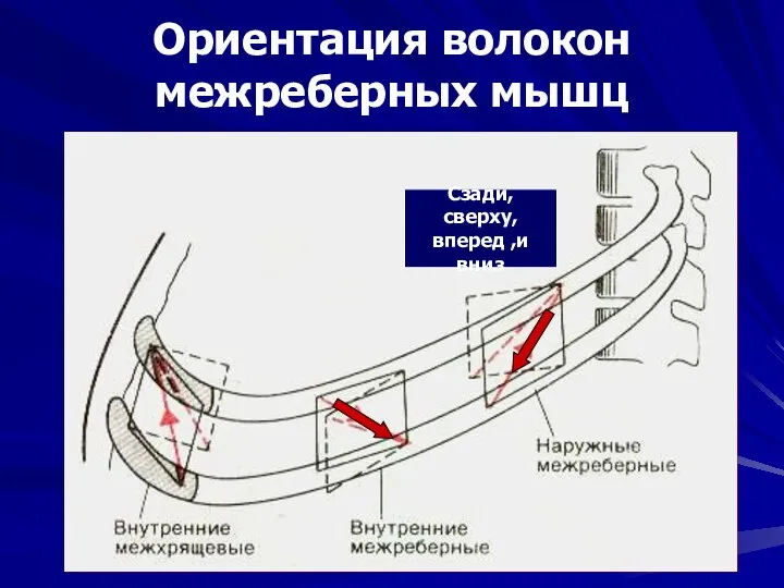 Ориентация волокон межреберных мышц Сзади,сверху, вперед ,и вниз