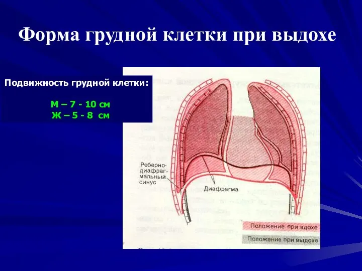 Форма грудной клетки при выдохе Подвижность грудной клетки: М –