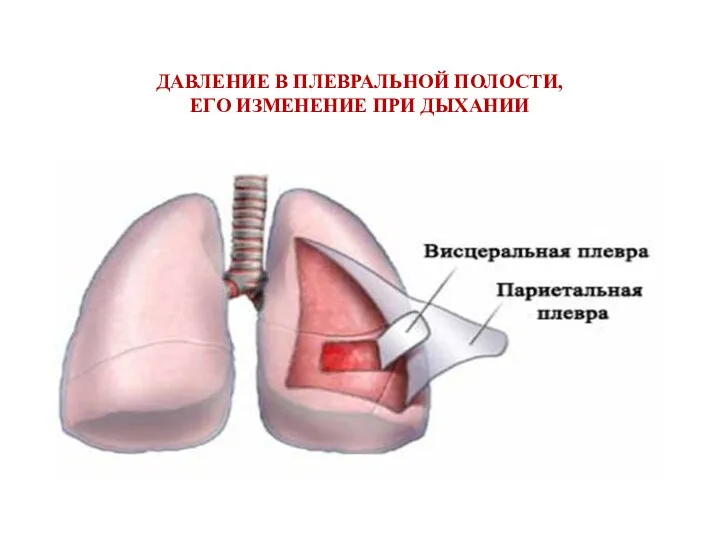 ДАВЛЕНИЕ В ПЛЕВРАЛЬНОЙ ПОЛОСТИ, ЕГО ИЗМЕНЕНИЕ ПРИ ДЫХАНИИ