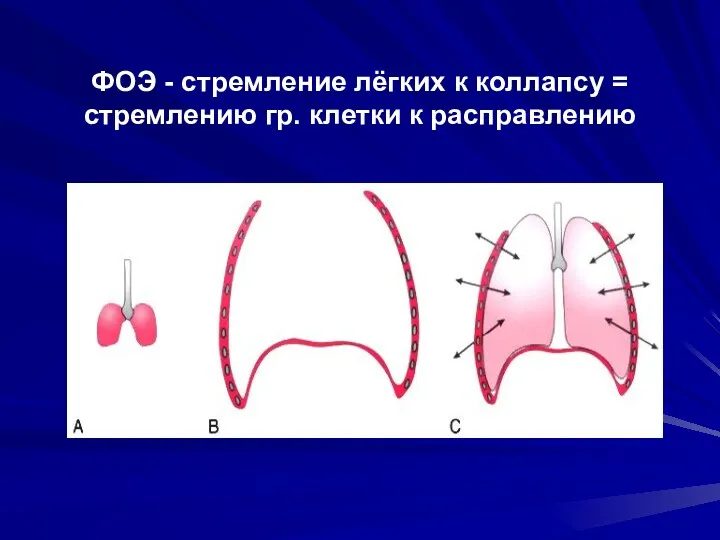 ФОЭ - стремление лёгких к коллапсу = стремлению гр. клетки к расправлению