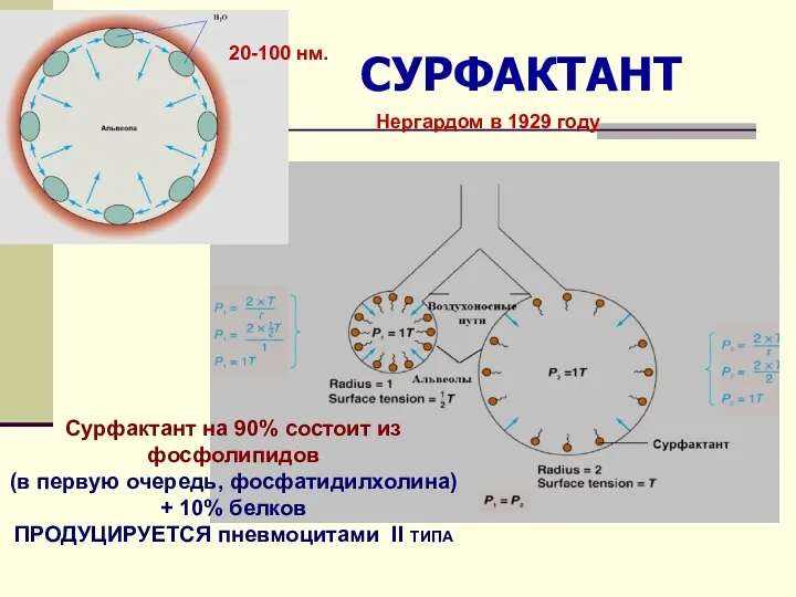 СУРФАКТАНТ Сурфактант на 90% состоит из фосфолипидов (в первую очередь,