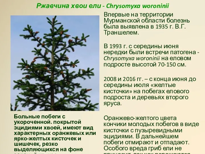 Ржавчина хвои ели - Chrysomyxa woroninii Впервые на территории Мурманской