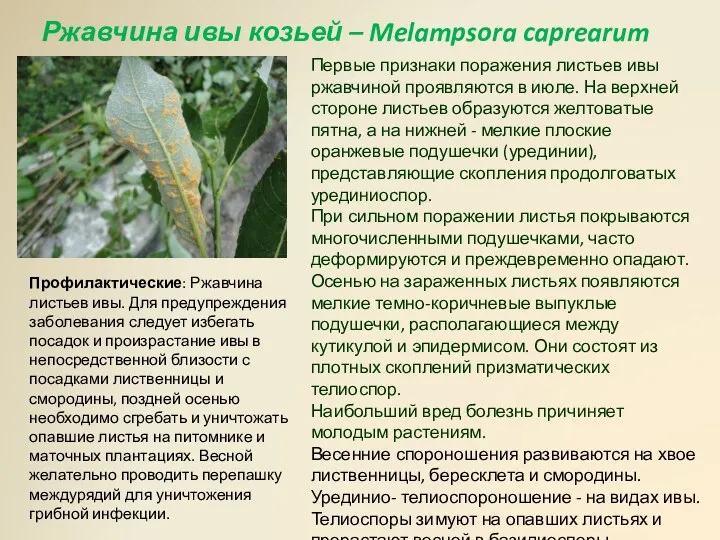 Ржавчина ивы козьей – Melampsora caprearum Первые признаки поражения листьев