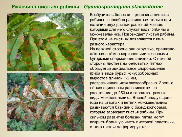 Ржавчина листьев рябины - Gymnosporangium clavariiforme Возбудитель болезни – ржавчина