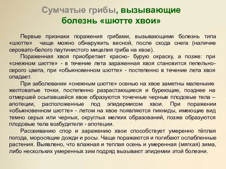 Сумчатые грибы, вызывающие болезнь «шютте хвои» Первые признаки поражения грибами,