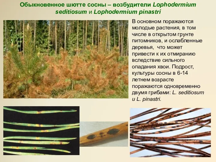 Обыкновенное шютте сосны – возбудители Lophodermium seditiosum и Lophodermium pinastri