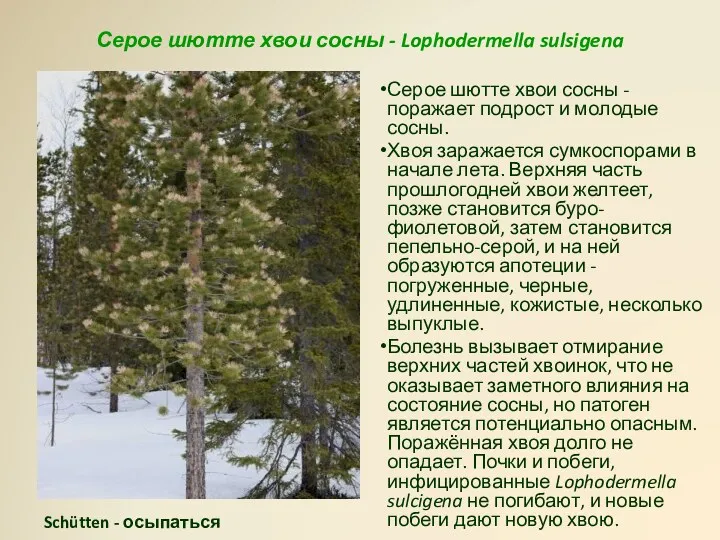 Серое шютте хвои сосны - Lophodermella sulsigena Серое шютте хвои