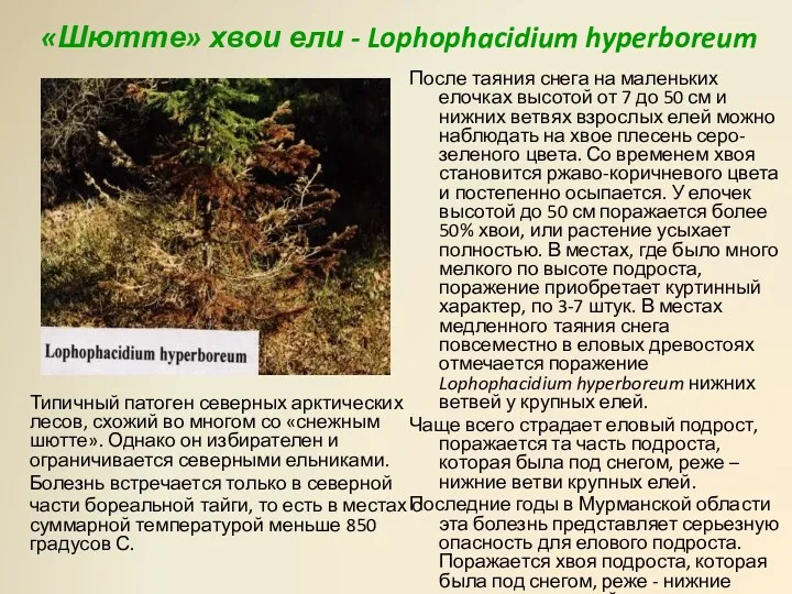 «Шютте» хвои ели - Lophophacidium hyperboreum После таяния снега на