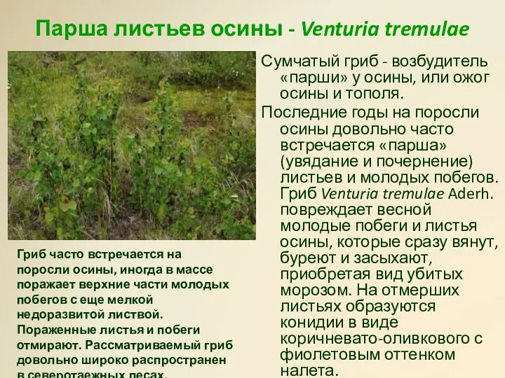Парша листьев осины - Venturia tremulae Сумчатый гриб - возбудитель