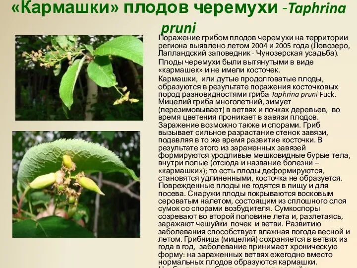 «Кармашки» плодов черемухи -Taphrina pruni Поражение грибом плодов черемухи на